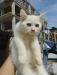 double coat Persian male